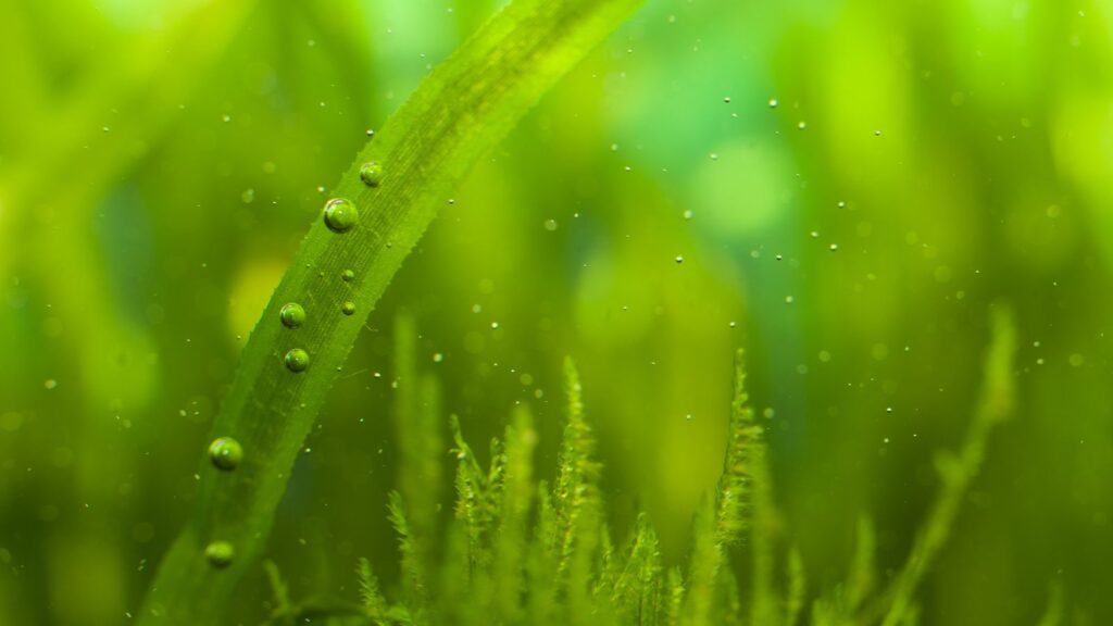 algae on plants in a fish tank