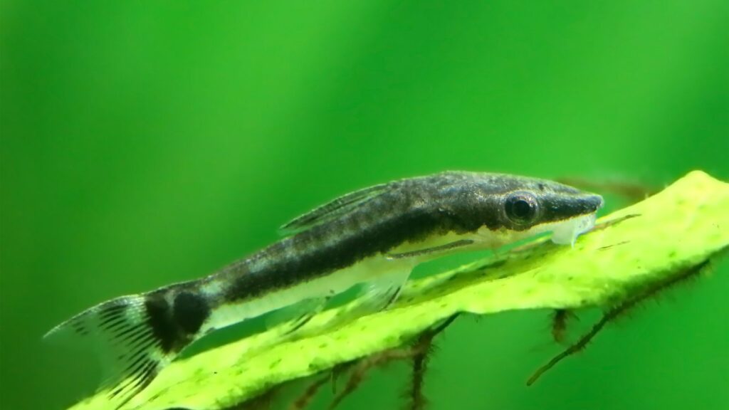 Otocinclus Catfish eating algae of a leaf in a fish tank
