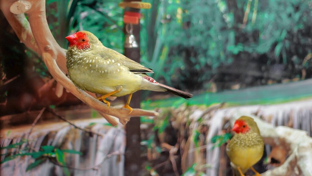 two star finches perched in a serenity aviary