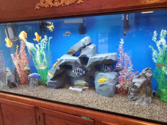 Glass vs Acrylic Fish Tanks