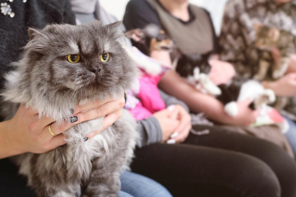 woman holding persian office cat