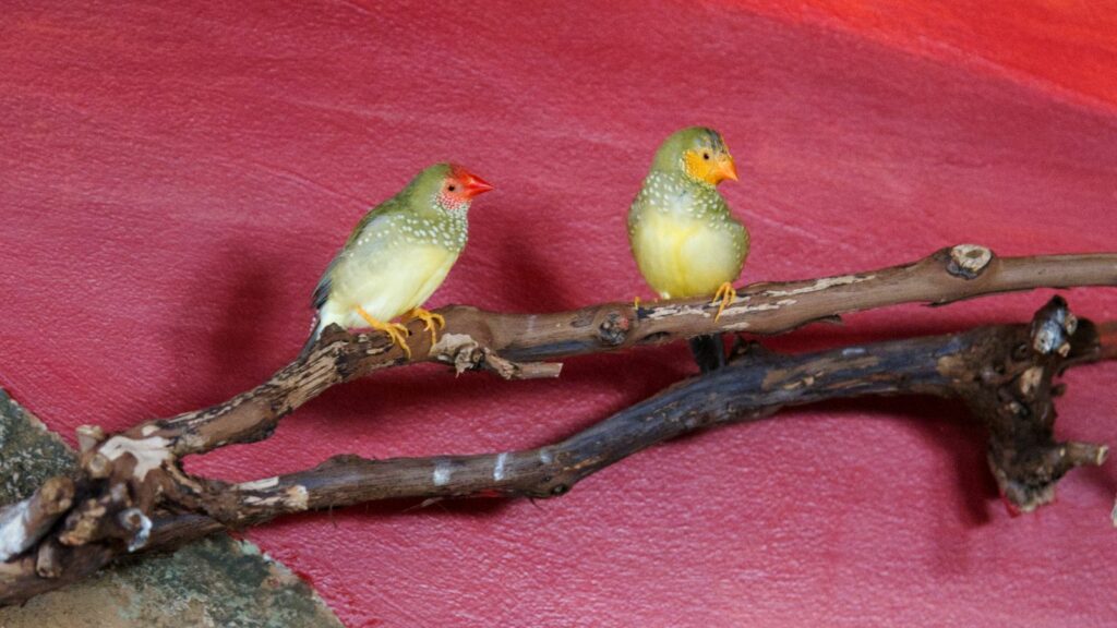 male and female star finch sitting together