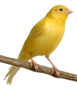 serenity_aviary_birds_showcase_singing_canary_1.0